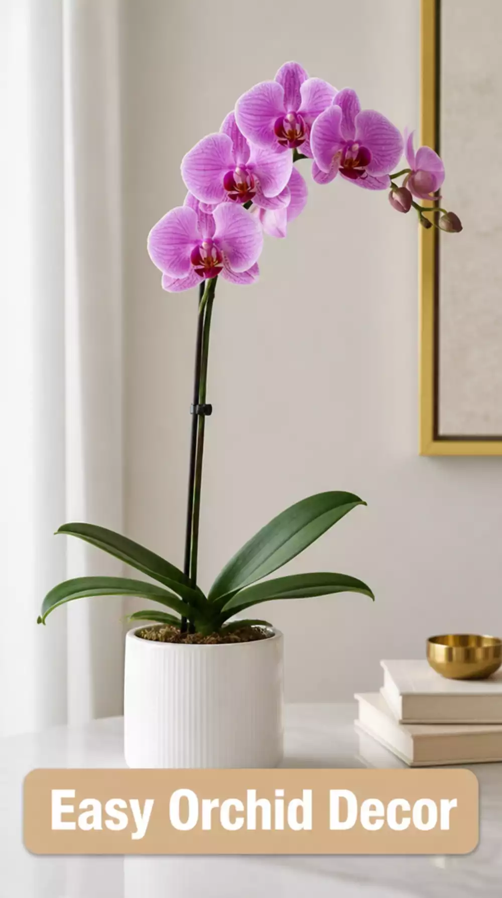 Why a Single Real Orchid in a Simple White Pot Makes Any Budget Room Look Expensive