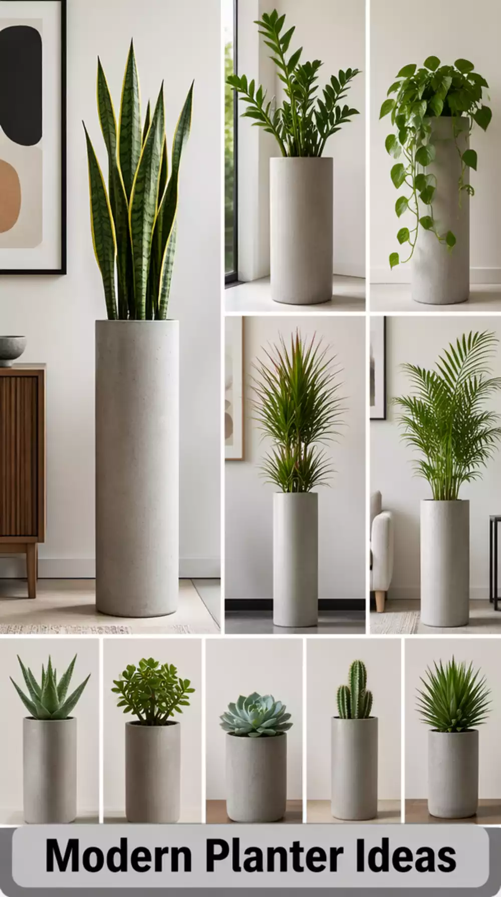 Living Room Slim Concrete Planter in a Cylinder Shape for a Modern Minimal Corner